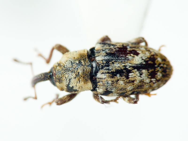 Cosmobaris discolor (Boheman, 1836)